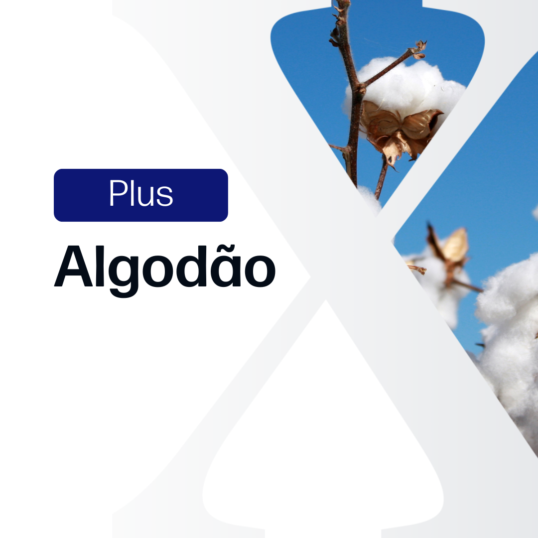 Algodão Plus - Relatórios de Mercado