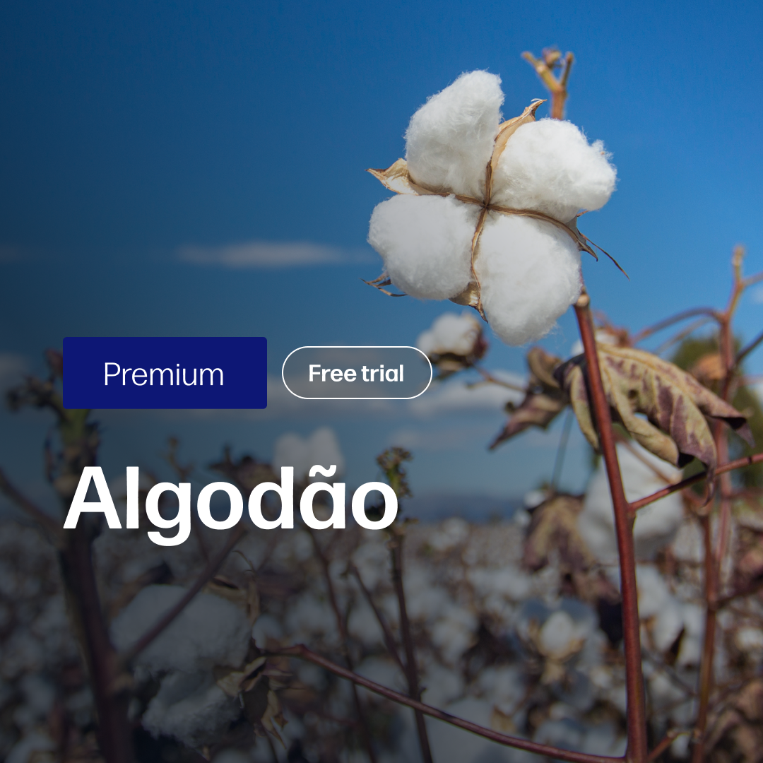 Algodão Premium - Relatórios de Mercado