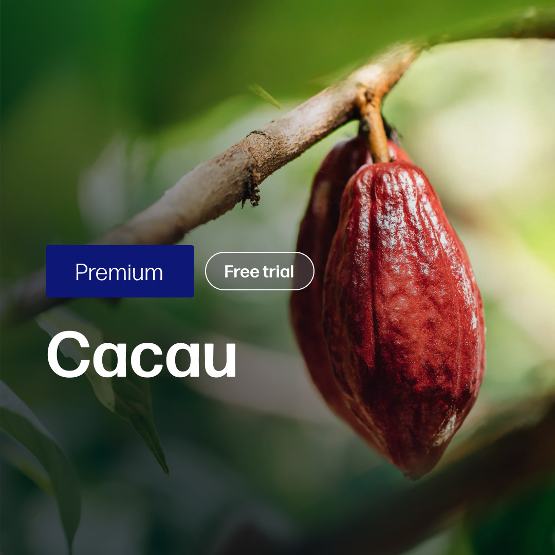 Cacau Premium - Relatórios de Mercado